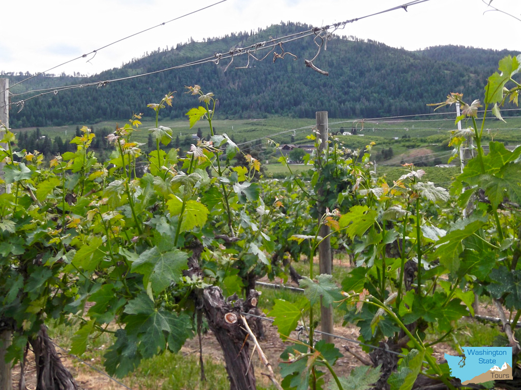 rolling hills of vineyards in Washington State Wine Country